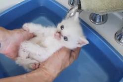 Белый котенок первый раз принимает ванну (видео)