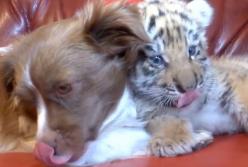 Собака выкармливает тигренка: они не расстаются ни на миг! (видео)