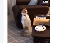 Дорогой, кажется мы сломали кота (смешное видео)