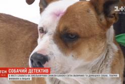 Массовые похищения собак: названа причина (видео)