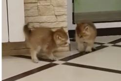 Маленькому котенку мешает драться скользкий пол (видео)