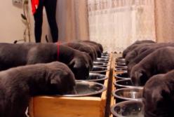 Собака-рекордсмен родила 19 щенков (видео)