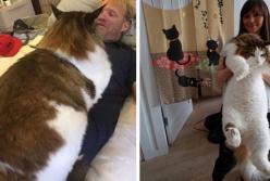 Самые большие кошки в мире. Настоящие коты гиганты (видео)