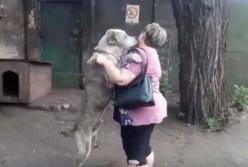 Трогательная встреча: украденный пес через 2 года вернулся домой (видео)