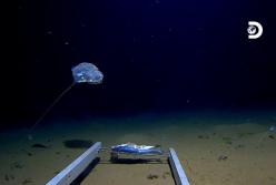 На дне Индийского океана ученые обнаружили загадочное существо (видео)