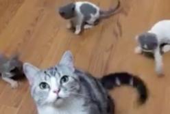 Игривые котята устроили охоту на мамин хвост (видео)