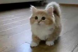 Милые карлики: самые маленькие породы кошек в мире (видео)