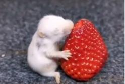 Малюсенькие хомяки кушают клубнику (видео)