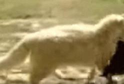 Сеть удивило курьезное видео с кошкой, которая отобрала щенков у горе-матери (видео)