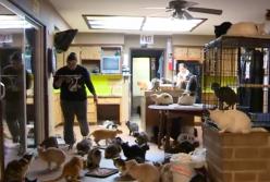 Уникальная женщина, приютившая более... тысячи кошек (видео)