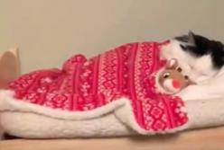 Кот спит в кроватке, как ребенок: на подушке и под одеялом (видео)