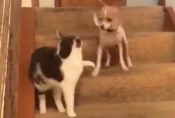 Кошка нечаянно включила турбо-кнопку у собаки. И тут началось...(видео)