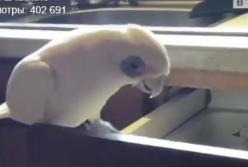 Попугай решил навести порядки на кухне (видео)