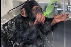 Чистоплотная обезьяна старательно умывается, прочищая свой нос (видео)