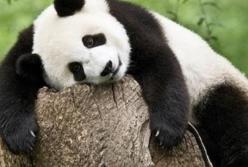 "Мне так лень!": как просыпается самый милый в мире панда (видео)