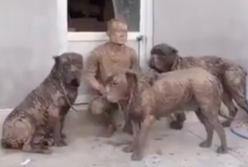 Страшно грязные собаки вернулись домой: хозяин тоже весь в грязи (видео)