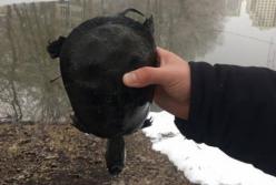 В киевском озере заживо сварились черепахи и рыба (видео)