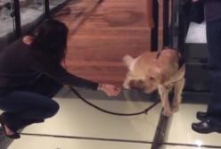 Пес боится идти по стеклянному полу (видео)