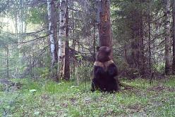 Медведь пустился в «пляс» возле дерева (видео)