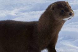 Наглая норка пытается отнять рыбу у рыбаков (видео)