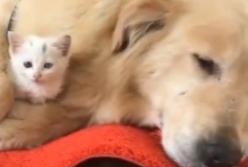 Собака "усыновила" бездомного котенка (видео)