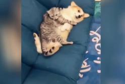 Хозяин озадачился, когда застал своего пса в объятиях кошки (видео)