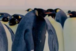 Редчайшего черного императорского пингвина удалось снять на видео