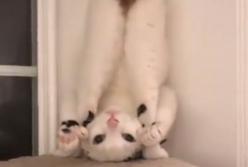 Кот стал в смешную позу и стал звездой Интернета (видео)