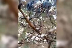 На Николаевщине зацвели яблони (видео)