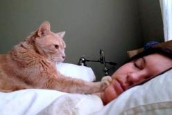 Голодный кот будит свою хозяйку (видео)
