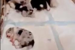 "Не разбудили!" Самый толстый щенок забыл проснуться покушать (видео)