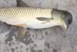 Тело рыбы, а голова голубя: удивительный улов китайского рыбака (видео) 