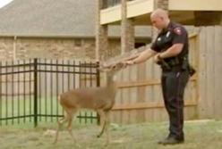 Олень хотел сообщить что-то важное: люди сразу же вызвали полицию (видео)