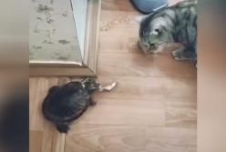 Черепаха показала чудеса скорости, украв у кота рыбу (видео)