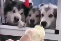 Сеть умилило видео с собаками, обожающими капусту (видео)