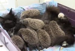 Самая добрая кошка спасла от смерти и выкормила 8 маленьких ежиков (видео)