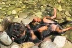 Ленивый пес решил принять бесплатные СПА процедуры: разлегся на спине в речке (видео)