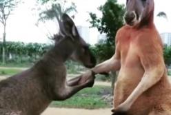 Смешно до слез: любовь двух кенгуру и скандал между собаками (видео)