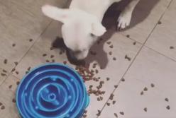 Собака нашла выход, как избавится от неудобной миски (видео)