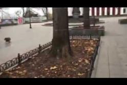 Собаки исполнили гимн Одессы (видео)