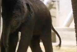 Этот слоненок делает первые в своей жизни шаги (видео)