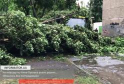 Во время урагана в Киеве на пассажирский автобус упало дерево (видео)