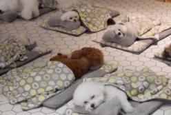 Детский сад для щенков: они спят, едят и играют (видео)