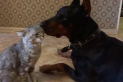 "Наконец-то дождался!"- самая трогательная встреча кота и добермана из деревни (видео)