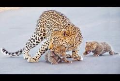 Самка леопарда учила детенышей переходить дорогу (видео)