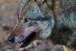 На Тернопольщине волчица покусала 18 собак и напала на людей (видео)