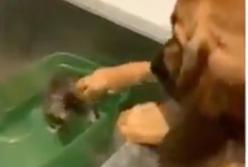"Не бойся!" Огромный пес успокаивает котенка, которого первый раз купают (видео)