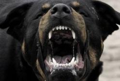 Огромная собака покусала за голову 5-летнюю девочку (видео)