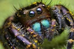 Самый ядовитый паук во всем мире (видео)