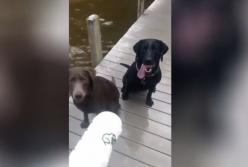 Пес нагло присвоил себе результаты чужих стараний (видео)